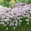 Allium Senescens 'Montana' Ornamental Onions -Plant Flower Store Allium Senesscens Montana 0013656 2 92819.1624445800