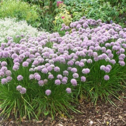 Allium Senescens 'Montana' Ornamental Onions -Plant Flower Store Allium Senesscens Montana 0013656 05160.1624445800