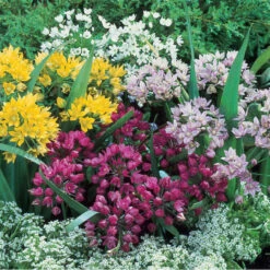 Small Flowering Alliums Mixed Ornamental Onions 6 Small Flowering Alliums Mixed Ornamental Onions -Plant Flower Store Allium Small Flowered Mixed 0009664 2 01398.1628597555