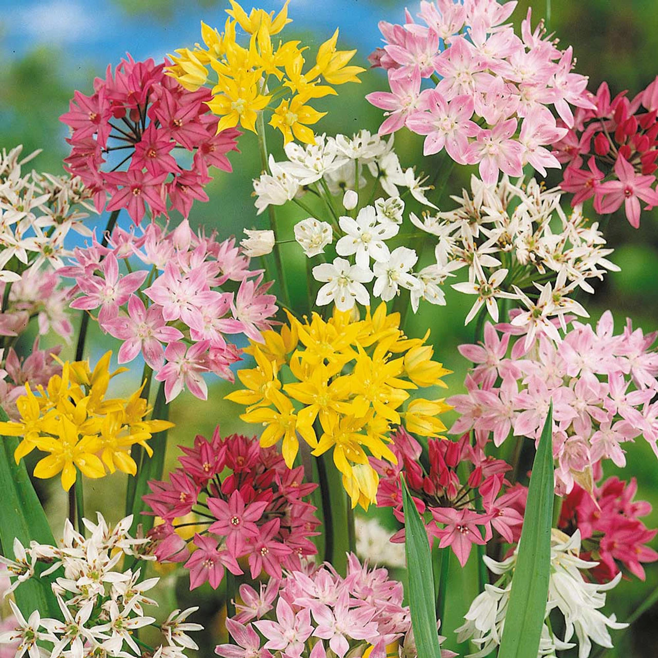 Small Flowering Alliums Mixed Ornamental Onions 3 Small Flowering Alliums Mixed Ornamental Onions