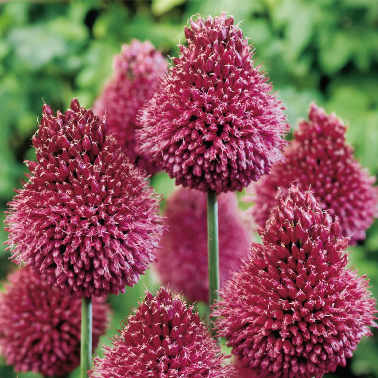 Allium Sphaerocephalon 5cm+ Ornamental Onions 4 Allium Sphaerocephalon 5cm+ Ornamental Onions - Image 2