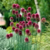 Allium Sphaerocephalon 5cm+ Ornamental Onions -Plant Flower Store Allium Sphaerocephalon Drumsticks 0000445 4 77957.1660639235