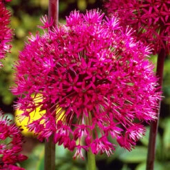 Allium Stipitatum 18cm+ Ornamental Onions -Plant Flower Store Allium Stipitatum 18cm 0003284 2 74331.1655205755