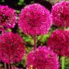 Allium Stipitatum 18cm+ Ornamental Onions -Plant Flower Store Allium Stipitatum 18cm 0003284 42646.1655205755