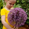 Allium Universe 18cm+ Ornamental Onions -Plant Flower Store Allium Universe 0009778 16843.1623342668