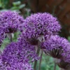 Allium Violet Beauty 10/12 Ornamental Onions -Plant Flower Store Allium Violet Beauty 10 12cm 0007917 16701.1623343757