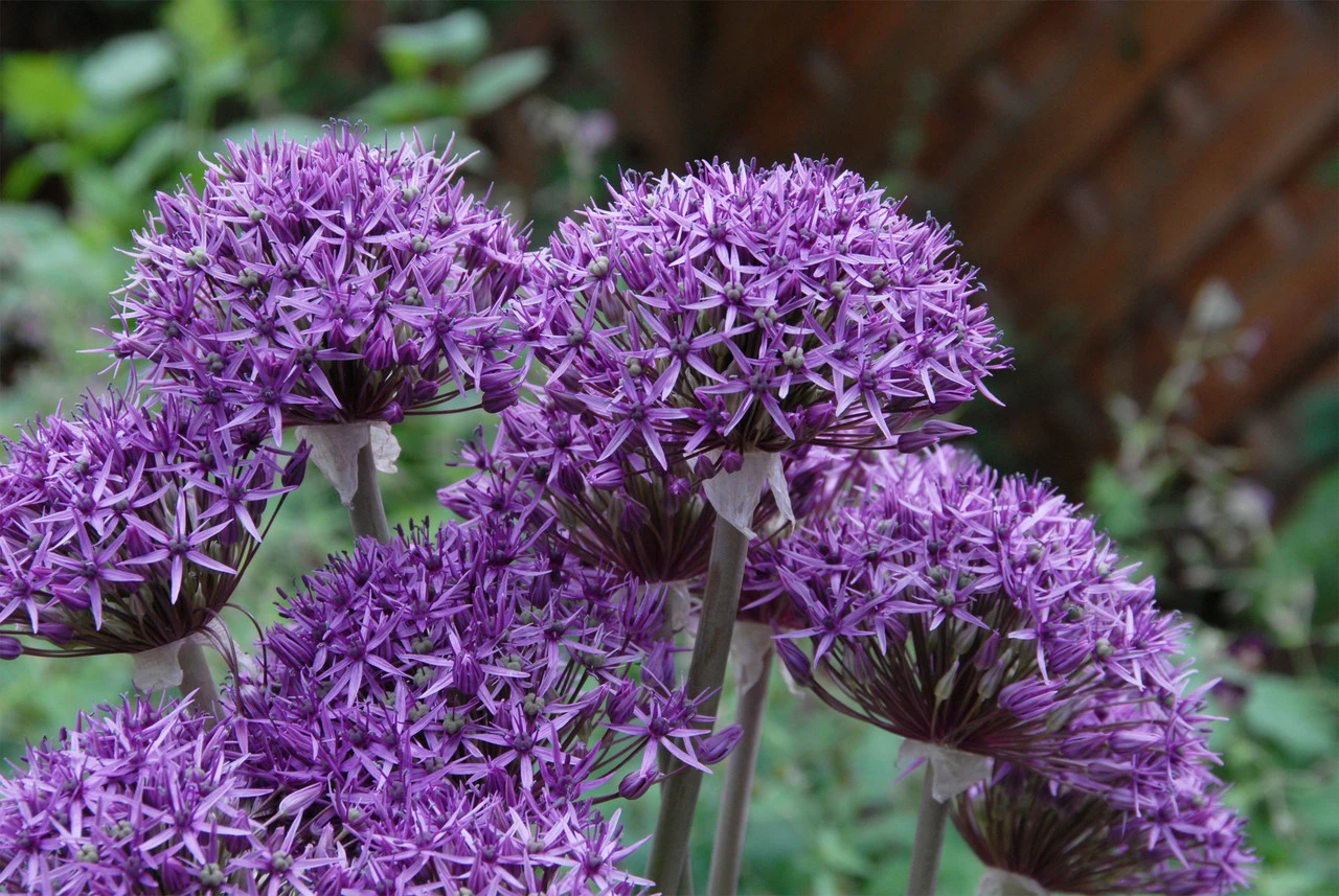Allium Violet Beauty 10/12 Ornamental Onions 3 Allium Violet Beauty 10/12 Ornamental Onions