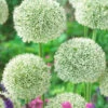 Allium White Giant 18cm+ Ornamental Onions -Plant Flower Store Allium White Giant 18cm 0006587 2 39046.1655906393