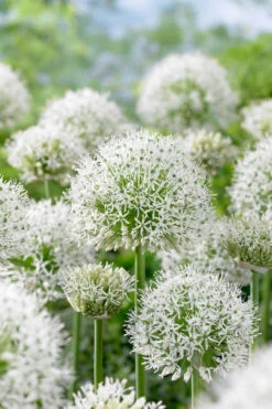 Allium White Giant 18cm+ Ornamental Onions -Plant Flower Store Allium White Giant 18cm 0006587 83594.1655906393
