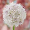 Allium Amplectens Graceful Beauty 6/7cm Ornamental Onions 1 Allium Amplectens Graceful Beauty 6/7cm Ornamental Onions -Plant Flower Store Allium amplectens Graceful Beauty 0008418 2 96759.1643707278
