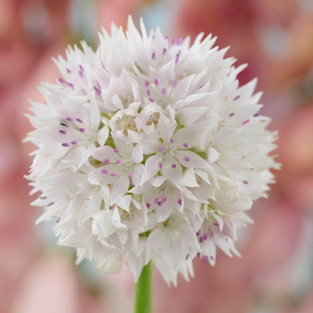 Allium Amplectens Graceful Beauty 6/7cm Ornamental Onions 3 Allium Amplectens Graceful Beauty 6/7cm Ornamental Onions