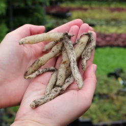 Alstroemeria Collection Peruvian Lily -Plant Flower Store Alstroemeria 79149.1638436923.1280.1280 39725.1698672984