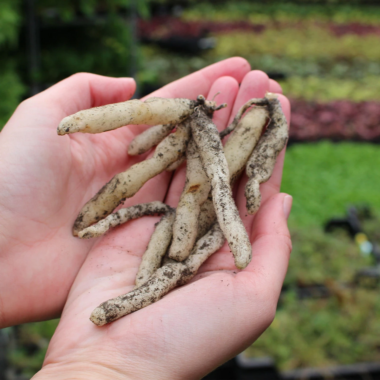 Alstroemeria Collection (Pack Of 10) Peruvian Lily 6 Alstroemeria Collection (Pack Of 10) Peruvian Lily - Image 4