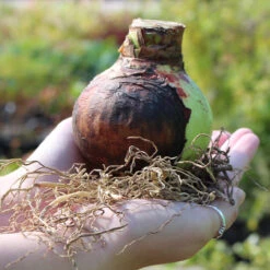 Amaryllis Bogota 26cm+ Hippeastrum 7 Amaryllis Bogota 26cm+ Hippeastrum -Plant Flower Store Amaryllis 26 28cm 07603.1628763570