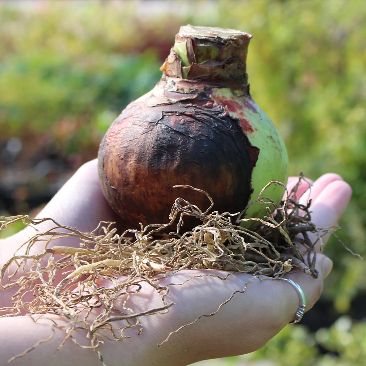 Amaryllis Double Flowered Collection Hippeastrum 7 Amaryllis Double Flowered Collection Hippeastrum - Image 5