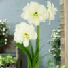 Amaryllis Alfresco 26cm+ Hippeastrum -Plant Flower Store Amaryllis Alfresco 0005903 84462.1657876807