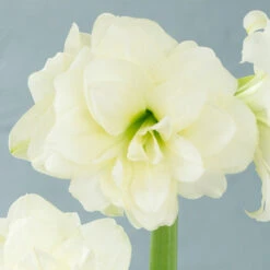 Plant Flower Store 2 Plant Flower Store -Plant Flower Store Amaryllis Alfresco 26cm 0005903 2 74684.1657876808