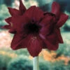 Amaryllis Black Pearl 30cm+ Hippeastrum -Plant Flower Store Amaryllis Black Pearl 34cm 0003265 97895.1623344348