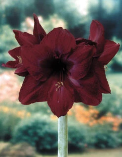 Amaryllis Black Pearl 30cm+ Hippeastrum