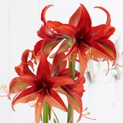 Amaryllis Bogota 26cm+ Hippeastrum 6 Amaryllis Bogota 26cm+ Hippeastrum -Plant Flower Store Amaryllis Bogota 0010475 2 16619.1655277664