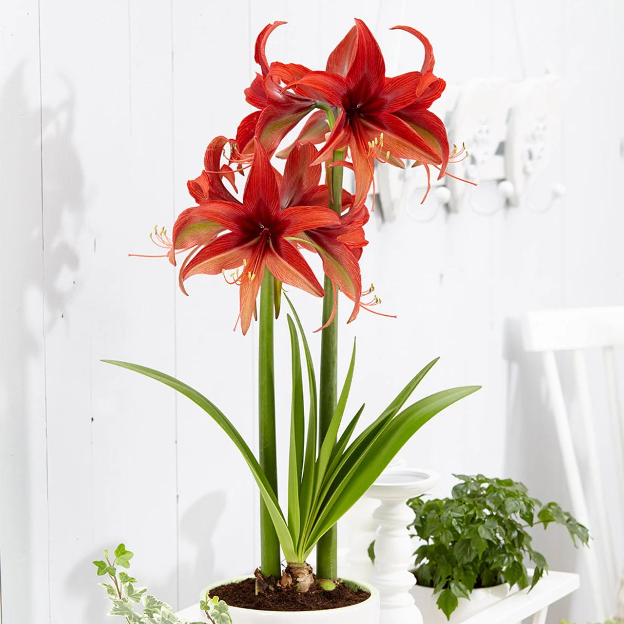 Amaryllis Bogota 26cm+ Hippeastrum 3 Amaryllis Bogota 26cm+ Hippeastrum