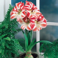 Amaryllis Clown 30cm+ Hippeastrum -Plant Flower Store Amaryllis Clown 0000451 2 48302.1657879706