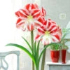 Amaryllis Clown 30cm+ Hippeastrum -Plant Flower Store Amaryllis Clown 0000451 06316.1657879706