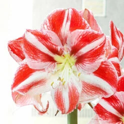 Amaryllis Clown 30cm+ Hippeastrum -Plant Flower Store Amaryllis Clown 34cm 0000451 3 10527.1657879706