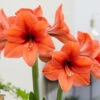Amaryllis Desire 30cm+ Hippeastrum 2 Amaryllis Desire 30cm+ Hippeastrum -Plant Flower Store Amaryllis Desire 34cm 0011642 17798.1657879634