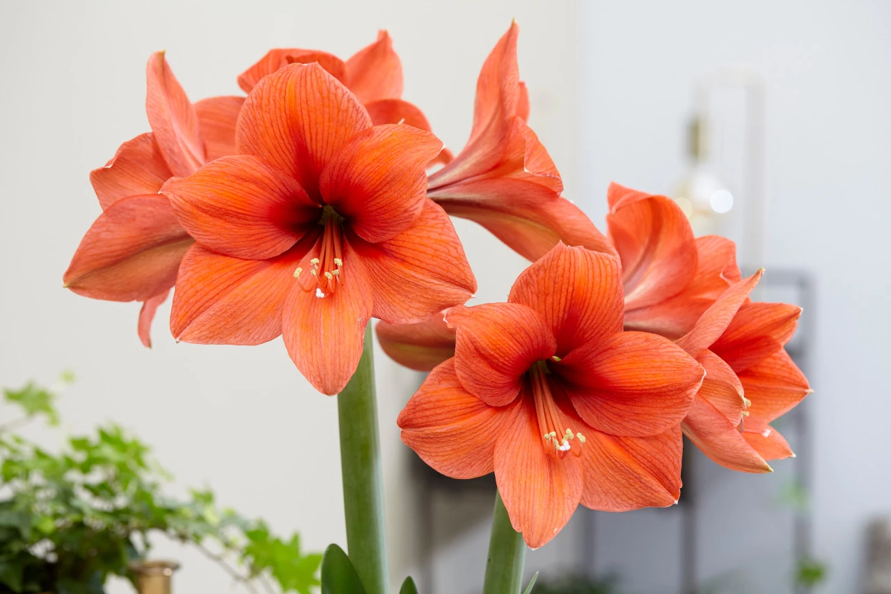 Amaryllis Desire 30cm+ Hippeastrum 3 Amaryllis Desire 30cm+ Hippeastrum