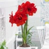 Amaryllis Double King 26cm+ Hippeastrum -Plant Flower Store Amaryllis Double King 0010477 58506.1655277897