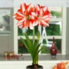 Amaryllis Exotic Peacock 26cm+ Hippeastrum -Plant Flower Store Amaryllis Exotic Peacock 26cm 0010478 2 92398.1655278000