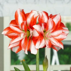 Amaryllis Exotic Peacock 26cm+ Hippeastrum -Plant Flower Store Amaryllis Exotic Peacock 26cm 0010478 3 11401.1655278000
