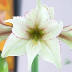 Amaryllis Magic Green 30cm+ Hippeastrum -Plant Flower Store Amaryllis Magic Green 0009782 2 43148.1698072370