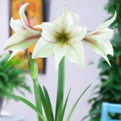 Amaryllis Magic Green 30cm+ Hippeastrum