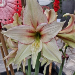Amaryllis Magic Green 30cm+ Hippeastrum -Plant Flower Store Amaryllis Magic Green 30cm 0009782 3 22772.1698072424