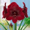 Amaryllis Premier 26cm+ Hippeastrum 1 Amaryllis Premier 26cm+ Hippeastrum -Plant Flower Store Amaryllis Premier 26cm 0009759 2 60294.1655220408