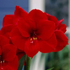 Amaryllis Red Lion 26cm+ Hippeastrum -Plant Flower Store Amaryllis Red Lion 0005148 3 17871.1657879839
