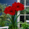 Amaryllis Red Lion 26cm+ Hippeastrum 2 Amaryllis Red Lion 26cm+ Hippeastrum -Plant Flower Store Amaryllis Red Lion 0005148 06343.1657879838