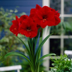 Amaryllis Red Lion 26cm+ Hippeastrum