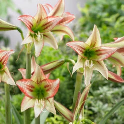 Amaryllis Sonatini Viridi Rascal Hippeastrum 7 Amaryllis Sonatini Viridi Rascal Hippeastrum -Plant Flower Store Amaryllis Sonatini Viridi Rascal 0014276 2 07095.1670853747