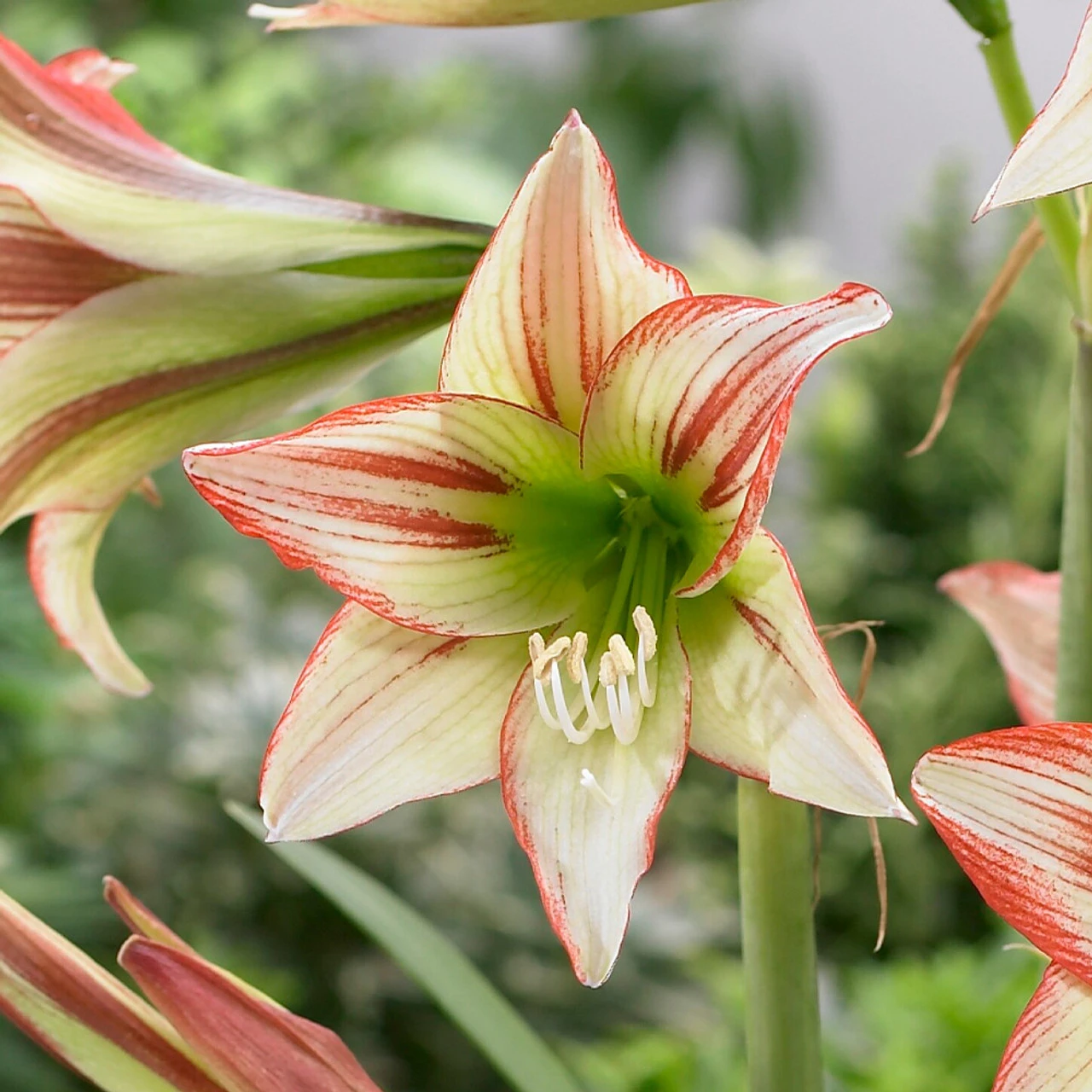Amaryllis Sonatini Viridi Rascal Hippeastrum 4 Amaryllis Sonatini Viridi Rascal Hippeastrum - Image 2