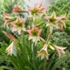 Amaryllis Sonatini Viridi Rascal Hippeastrum -Plant Flower Store Amaryllis Sonatini Viridi Rascal 0014276 80012.1670853747