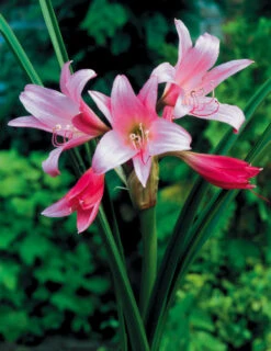 Amaryllis Belladonna (Jersey Lily) Hippeastrum 5 Amaryllis Belladonna (Jersey Lily) Hippeastrum -Plant Flower Store Amaryllis belladonna 0008754 2 39656.1623344165