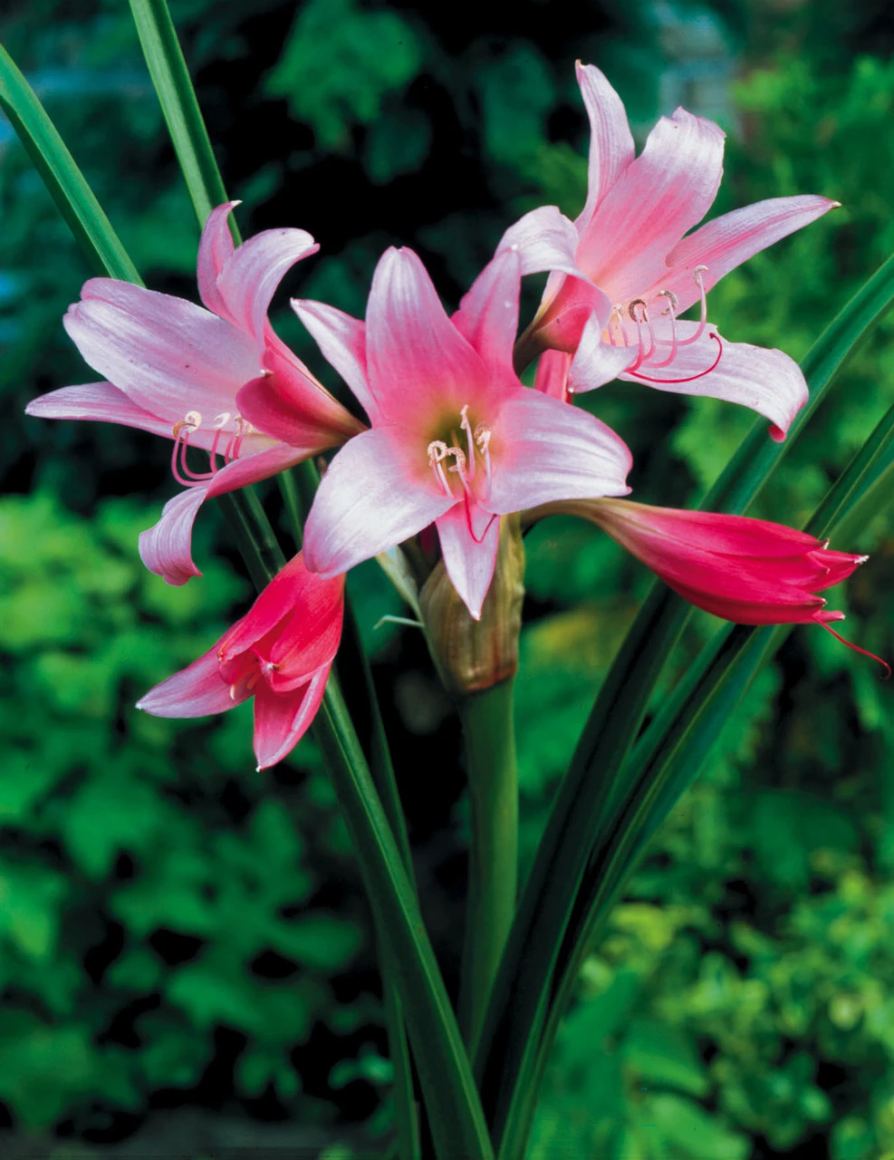 Amaryllis Belladonna (Jersey Lily) Hippeastrum 4 Amaryllis Belladonna (Jersey Lily) Hippeastrum - Image 2
