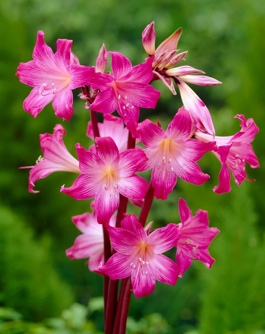 Amaryllis Belladonna (Jersey Lily) Hippeastrum 3 Amaryllis Belladonna (Jersey Lily) Hippeastrum