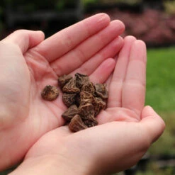 Anemone St Brigid 5-6cm -Plant Flower Store Anemone 5 6cm 23801.1628673389