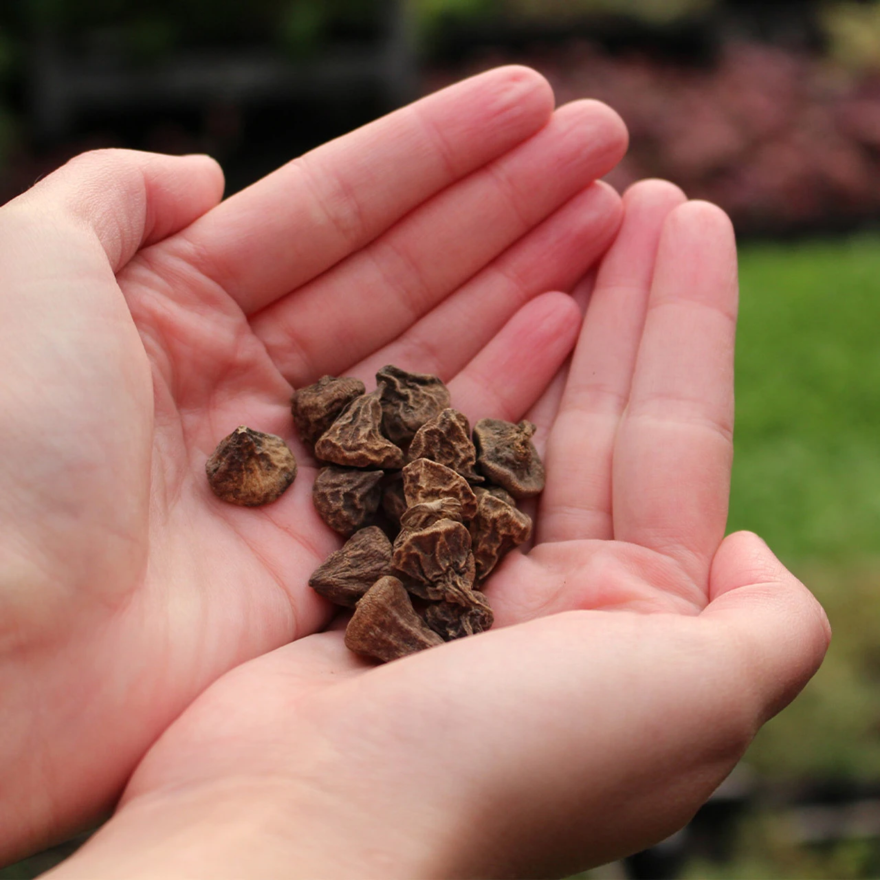 Anemone Lord Lieutenant 5/6cm 4 Anemone Lord Lieutenant 5/6cm - Image 2