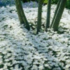 Anemone Blanda White Splendour -Plant Flower Store Anemone Blanda White Splendour 0000471 86716.1623343228