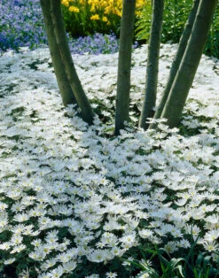 Anemone Blanda White Splendour